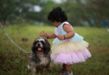 Jak przygotować shih tzu na przybycie nowego dziecka do domu Małe dziecko głaszcze shih tzu na trawie na dworze