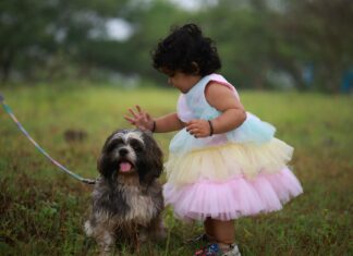 Małe dziecko głaszcze shih tzu na trawie na dworze