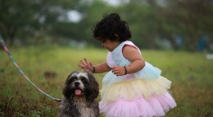 Małe dziecko głaszcze shih tzu na trawie na dworze