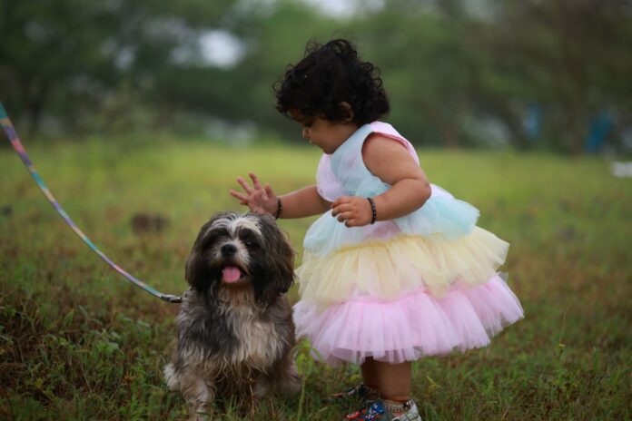 Małe dziecko głaszcze shih tzu na trawie na dworze Małe dziecko głaszcze shih tzu na trawie na dworze