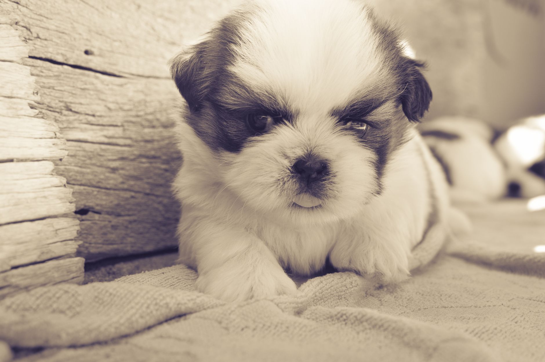 Puszysty szczeniak shih tzu leży na kocu na zewnątrz