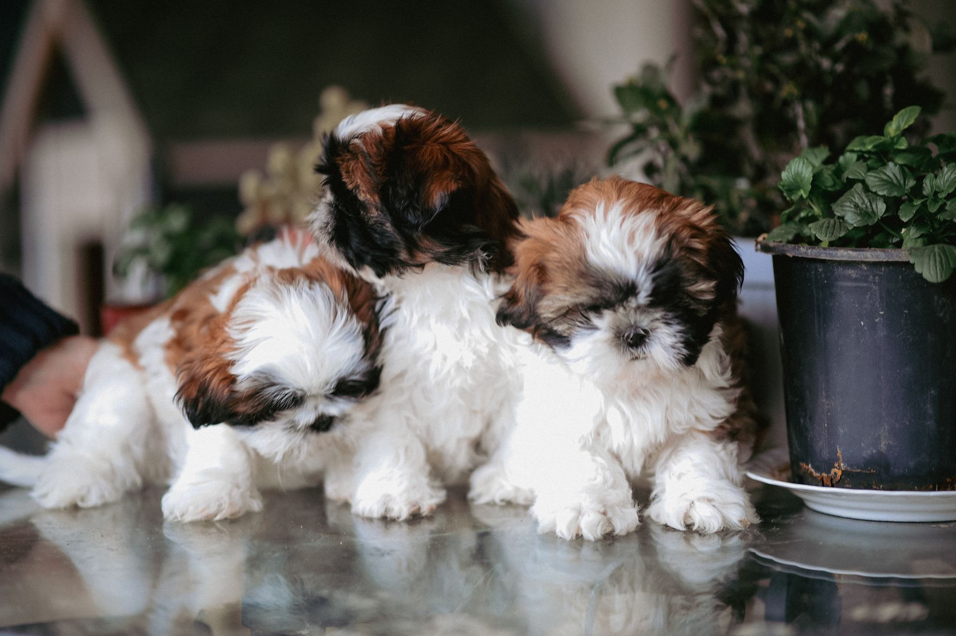 Trzy szczeniaki shih tzu siedzą na stole obok doniczek z roślinami